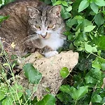 Moulin De -montmirail -sarthe Bed and breakfast 4*