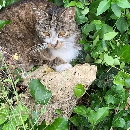 Moulin De -montmirail -sarthe Nocleg ze śniadaniem 4*
