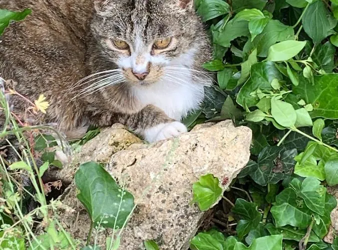 Moulin De -montmirail -sarthe Couette-café 4*