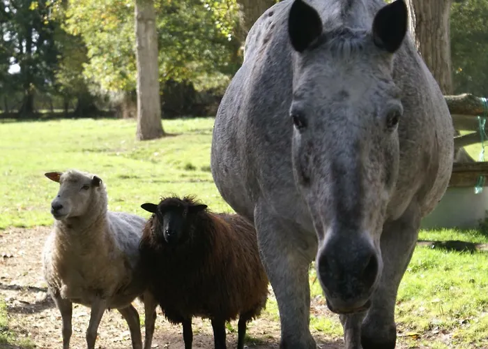 Moulin De -montmirail -sarthe Couette-café